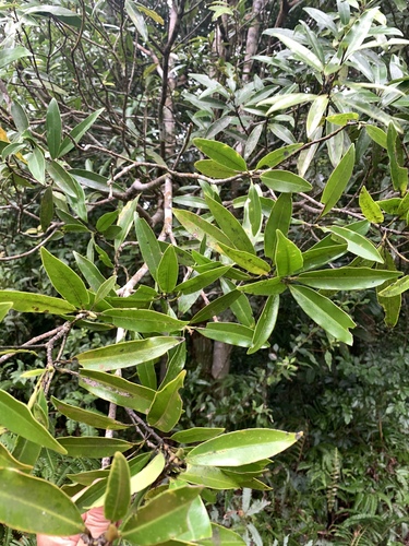 Magnolia kachirachirai, photograph 5