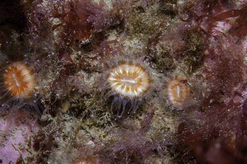 Devonshire cup coral