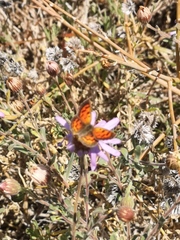 Chrysoritis zonarius zonarius