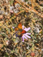 Chrysoritis zonarius zonarius
