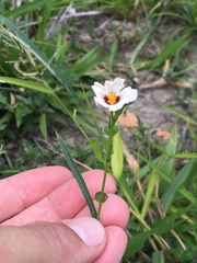 Sida linifolia