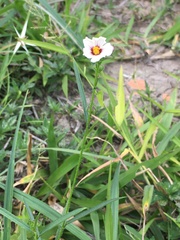 Sida linifolia