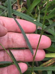 Sida linifolia