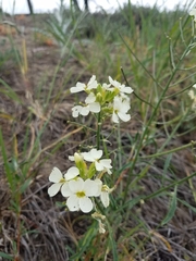 Erysimum franciscanum