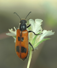Lydus trimaculatus