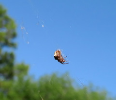 Gibbaranea bituberculata