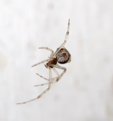 Parasteatoda lunata