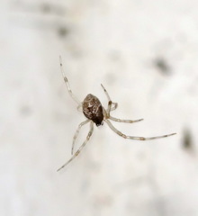Parasteatoda lunata