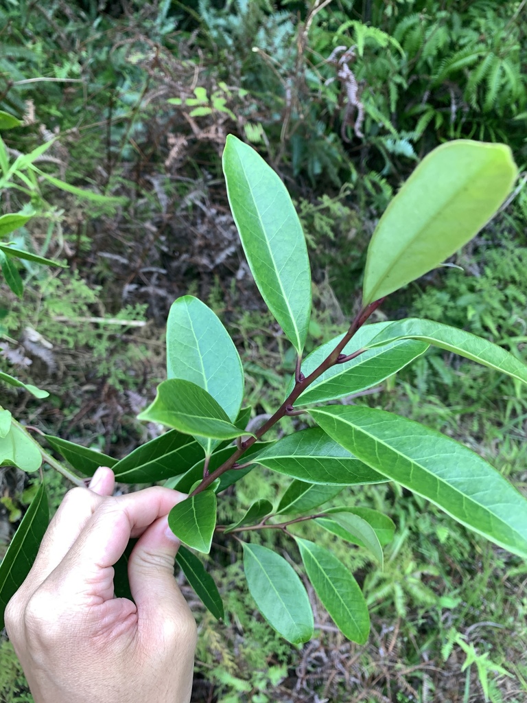Bùi – Ilex rotunda