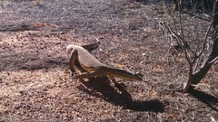 Varanus panoptes rubidus