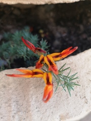 Lotus berthelotii