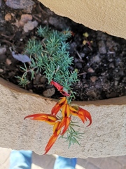 Lotus berthelotii