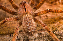 Phoneutria eickstedtae