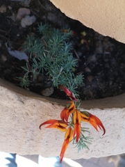Lotus berthelotii
