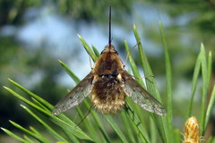 Bombylius medius