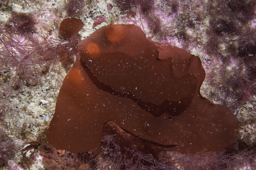 Kallymenia observed 2006-08-07