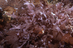 Acrosorium ciliolatum