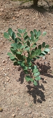 Magnoliopsida