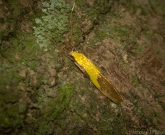 Opogona protodoxa