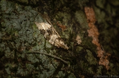 Aeolostoma scutiferana