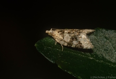 Aeolostoma scutiferana