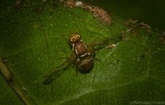 Bactrocera brunnea