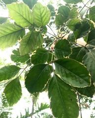 Polyscias guilfoylei