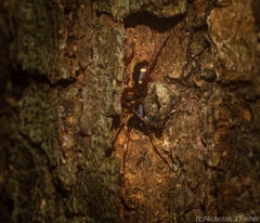 Euasteron monteithorum