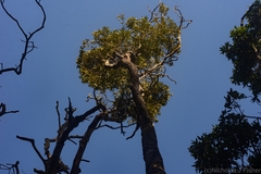 Diospyros pentamera