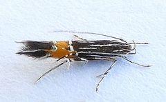 Cosmopterix inopis