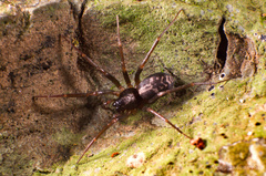 Xeropigo