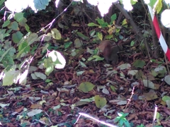 Sciurus vulgaris