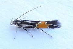 Cosmopterix inopis