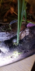 Porcellio laevis
