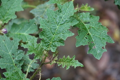 Solanum semiarmatum