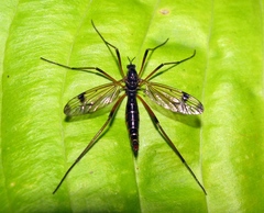 Dictenidia bimaculata