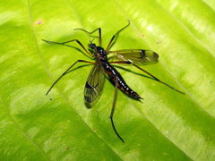 Dictenidia bimaculata