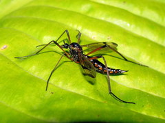 Dictenidia bimaculata