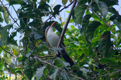 Pomatorhinus ochraceiceps