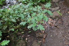 Solanum semiarmatum