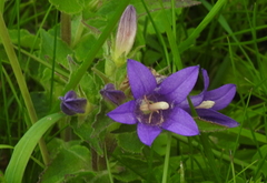 Campanula glomerata glomerata