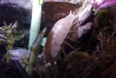 Porcellio laevis