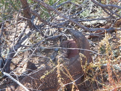 Varanus panoptes rubidus