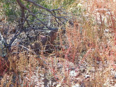 Varanus panoptes rubidus