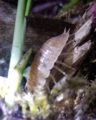 Porcellio laevis