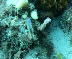 Clavelina meridionalis