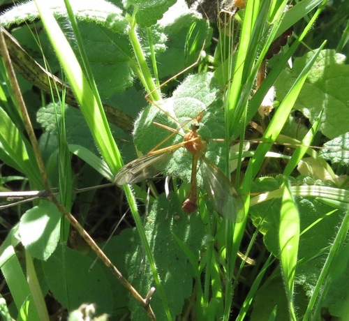 iNaturalist observation photo of Crane Flies