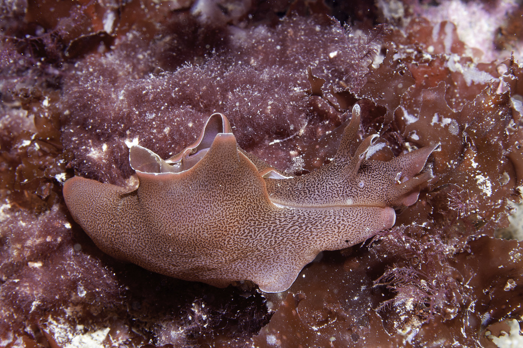 Photo of Spotted sea hare (Aplysia punctata)