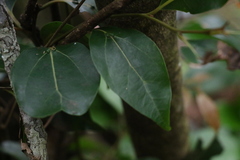 Cryptocarya foveolata