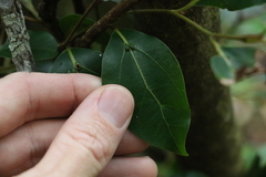 Cryptocarya foveolata